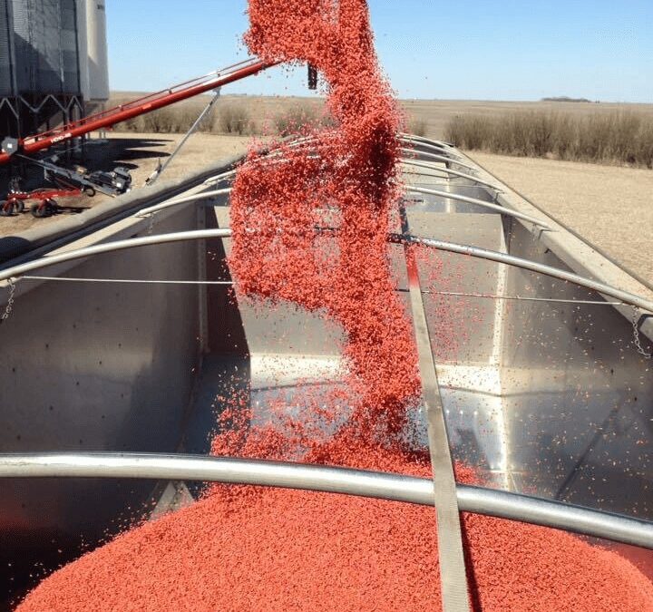 Seed Treatment Options at Precision Ag | Protect Your Crop Early
